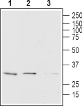 Mouse Anti-Human Orai1 (extracellular)-Biotin Antibody