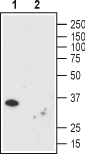 Mouse Anti-Human Orai1 (extracellular) Antibody