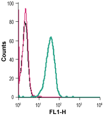 Mouse Anti-KCNN4 (K<sub>Ca</sub>3.1, SK4) (extracellular)-FITC Antibody