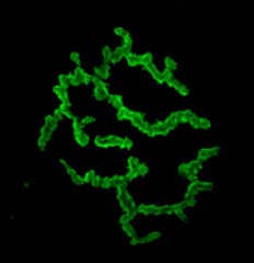 α-Bungarotoxin-FITC