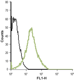Anti-Human BLT1 (extracellular)-ATTO Fluor-488 Antibody