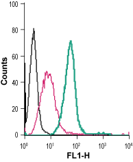 Anti-CysLTR1 (extracellular)-FITC Antibody