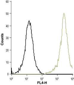 Anti-CysLTR1 (extracellular) Antibody