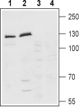 Anti-Latrophilin-1 (LPHN1) (extracellular) Antibody - Carrier Free