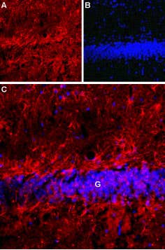 Anti-Latrophilin-1 (LPHN1) (extracellular) Antibody