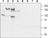 GP130 (extracellular) Blocking Peptide