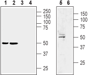 LPAR1/EDG2 (extracellular) Blocking Peptide