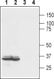 Anti-LPAR2 (EDG4) (extracellular) Antibody - Carrier Free