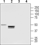 LPAR3/EDG7 (extracellular) Blocking Peptide