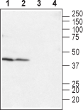 Anti-LPAR4 (P2Y9) (extracellular) Antibody - Carrier Free