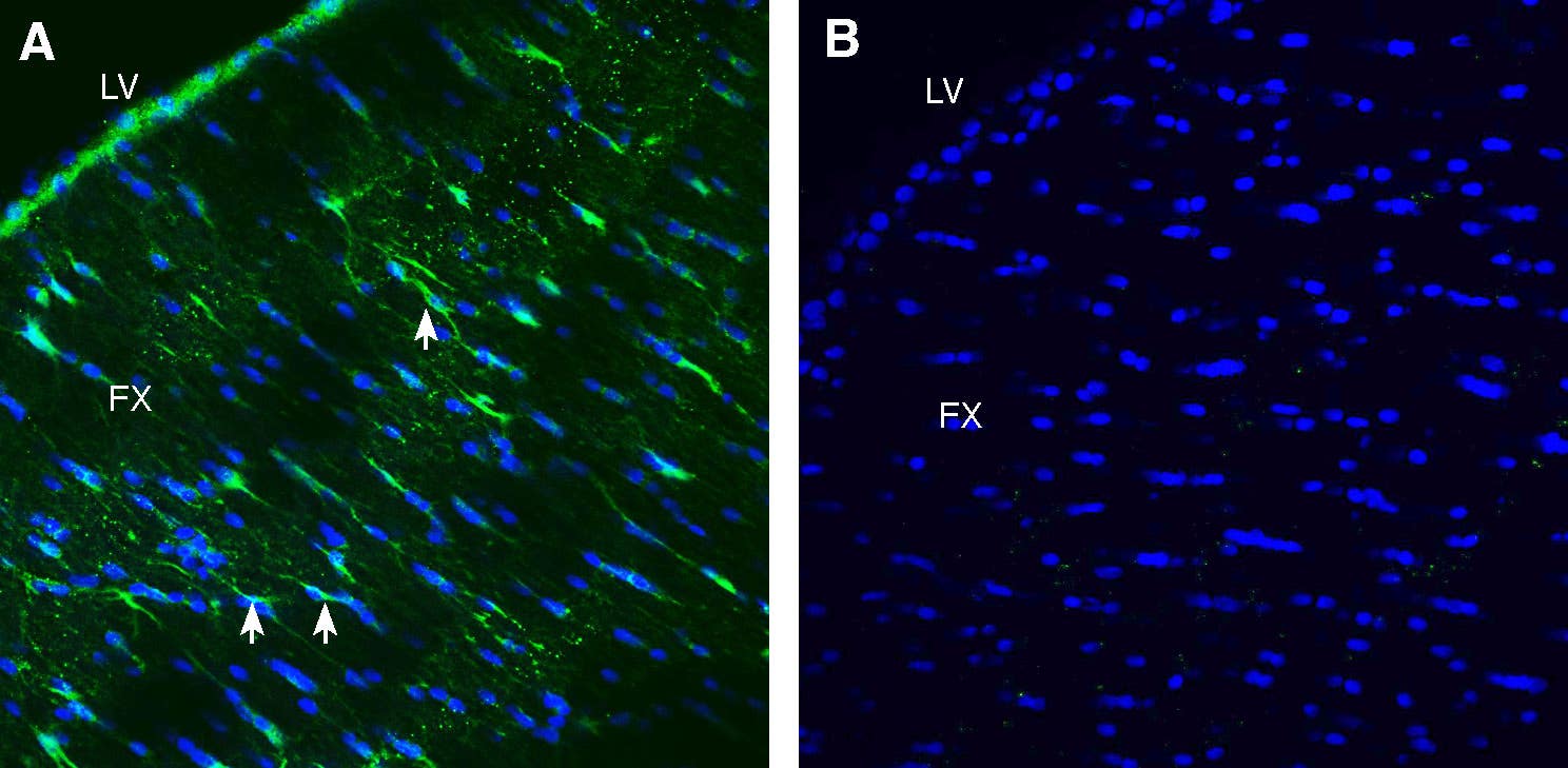 Anti-LRRC33 (extracellular) Antibody