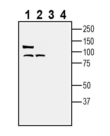 Anti-LRRC33 (extracellular) Antibody - Carrier Free