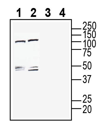 Anti-CLEC7A/Dectin-1 (extracellular) Antibody - Carrier Free