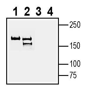 Anti-Latrophilin-3 (extracellular) Antibody - Carrier Free