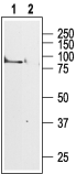 Anti-CHRM1 Antibody - Carrier Free