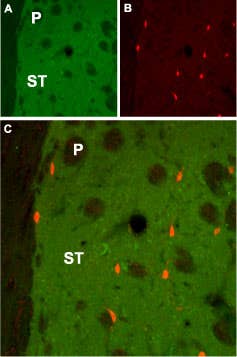 Anti-CHRM1 Antibody