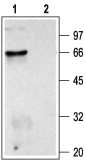 Anti-CHRM2 Antibody - Carrier Free