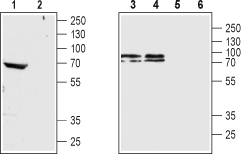 CHRM4 Blocking Peptide