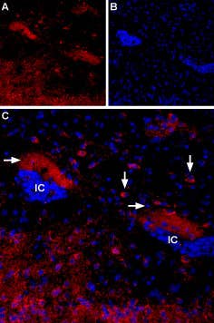Anti-CHRM4 Antibody