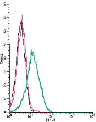 Anti-CHRM5 (extracellular) Antibody