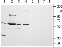 Anti-CHRM5 (extracellular) Antibody - Carrier Free