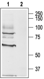 CHRM3 Blocking Peptide