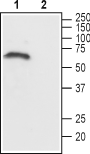 CHRM1 (443-458) Blocking Peptide