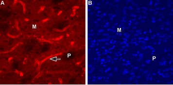 Anti-CHRM1 (443-458) Antibody