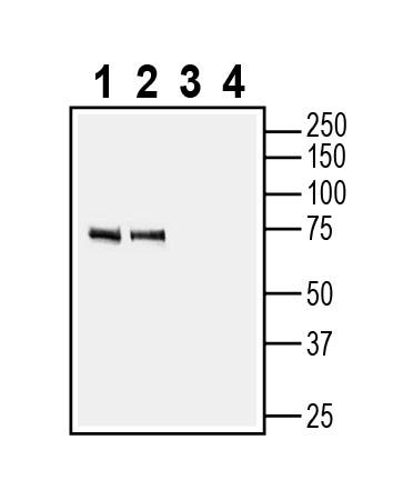 CHRM3 (extracellular) Blocking Peptide