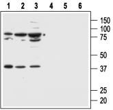 MC1 Receptor Blocking Peptide