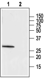 MC2 Receptor (extracellular) Blocking Peptide