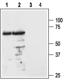 Anti-MC3 Receptor (extracellular) Antibody - Carrier Free