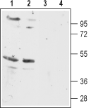 MC5 Receptor Blocking Peptide