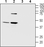 Anti-Melatonin Receptor 1B (MTNR1B) Antibody - Carrier Free