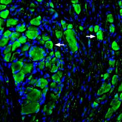 Anti-MRGPRD (GPCR TGR7) Antibody