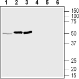 Anti-MRGPRD (GPCR TGR7) Antibody - Carrier Free