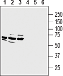 MRGPRE Blocking Peptide