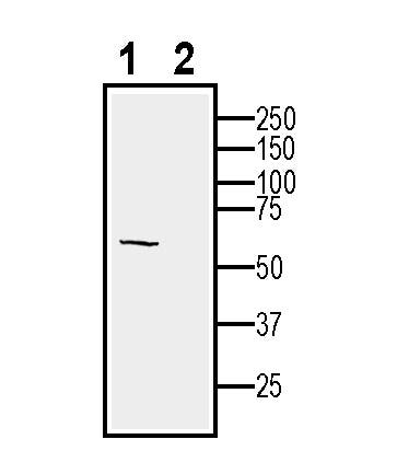 Anti-Human MRGPRX2 (extracellular) Antibody - Carrier Free