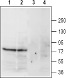 Noradrenaline Transporter/NET (extracellular) Blocking Peptide