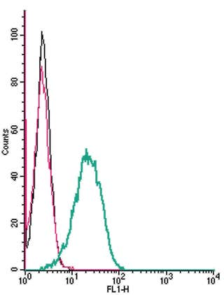 Anti-Dopamine Transporter (DAT) (extracellular) Antibody