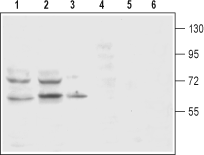 Anti-Dopamine Transporter (DAT) (extracellular) Antibody - Carrier Free