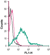 Anti-Serotonin Transporter (SERT) (extracellular)-FITC Antibody
