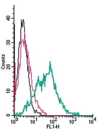 Anti-Serotonin Transporter (SERT) (extracellular) Antibody