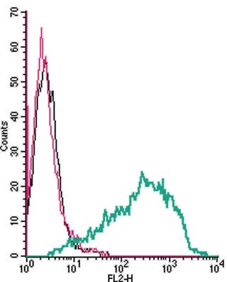 Anti-Serotonin Transporter (SERT) (extracellular)-PE Antibody