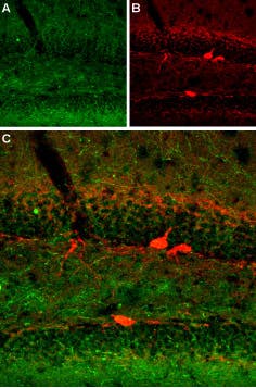 Anti-Serotonin Transporter (SERT) (extracellular) Antibody