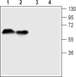 Serotonin Transporter/SERT (extracellular) Blocking Peptide