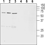 VMAT2 Blocking Peptide