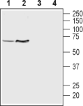 VMAT1 Blocking Peptide