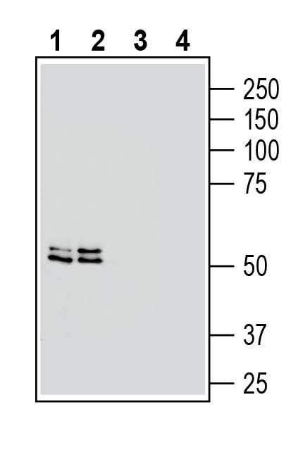 SLC18B1 (VPAT) Blocking Peptide