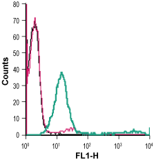 Anti-MCT1 (SLC16A1) (extracellular)-FITC Antibody